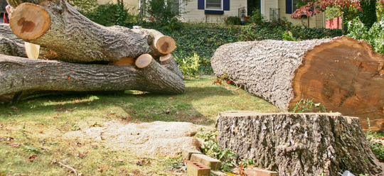 Large tree trucks