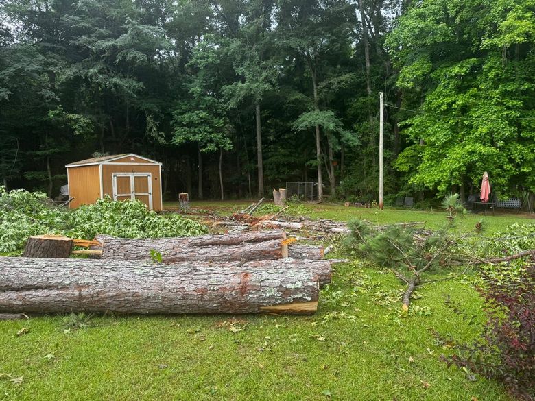 A backyard with cut logs, a small wooden shed, and dense green trees in the background.