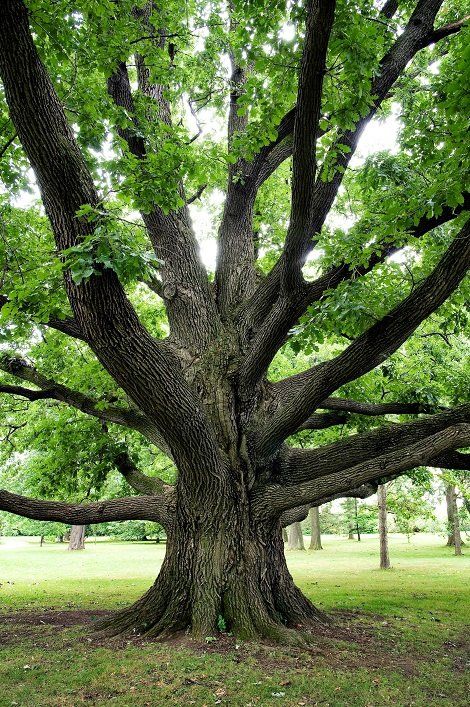 Tree — Seguin, TX — Guadalupe Valley Family Violence Shelter, Inc. Tree — Seguin, TX — Guadalupe Valley Family Violence Shelter, Inc.