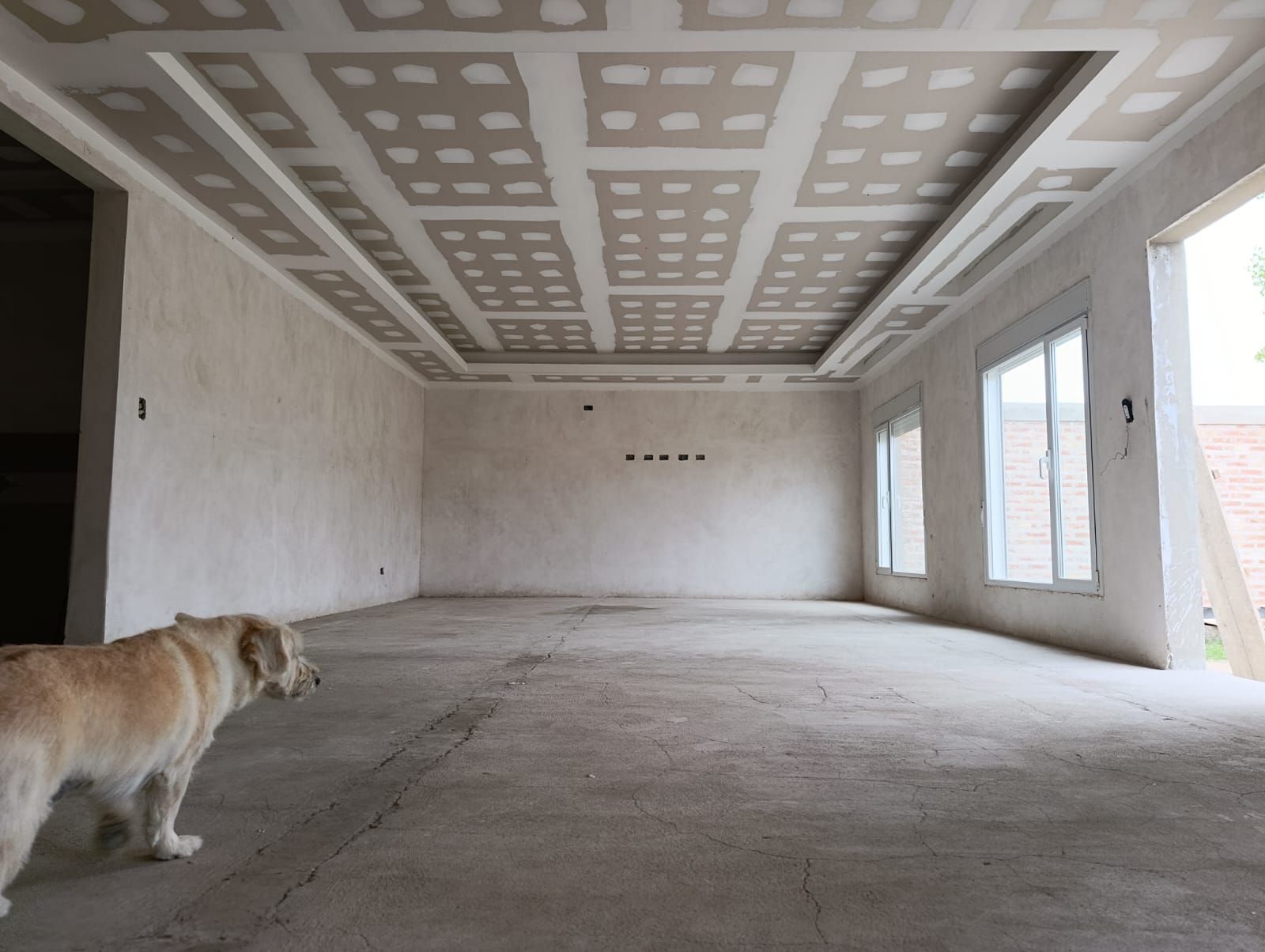 Un perro en una habitación sin terminar con paredes de pladur a la vista, suelo de hormigón y grandes ventanales.