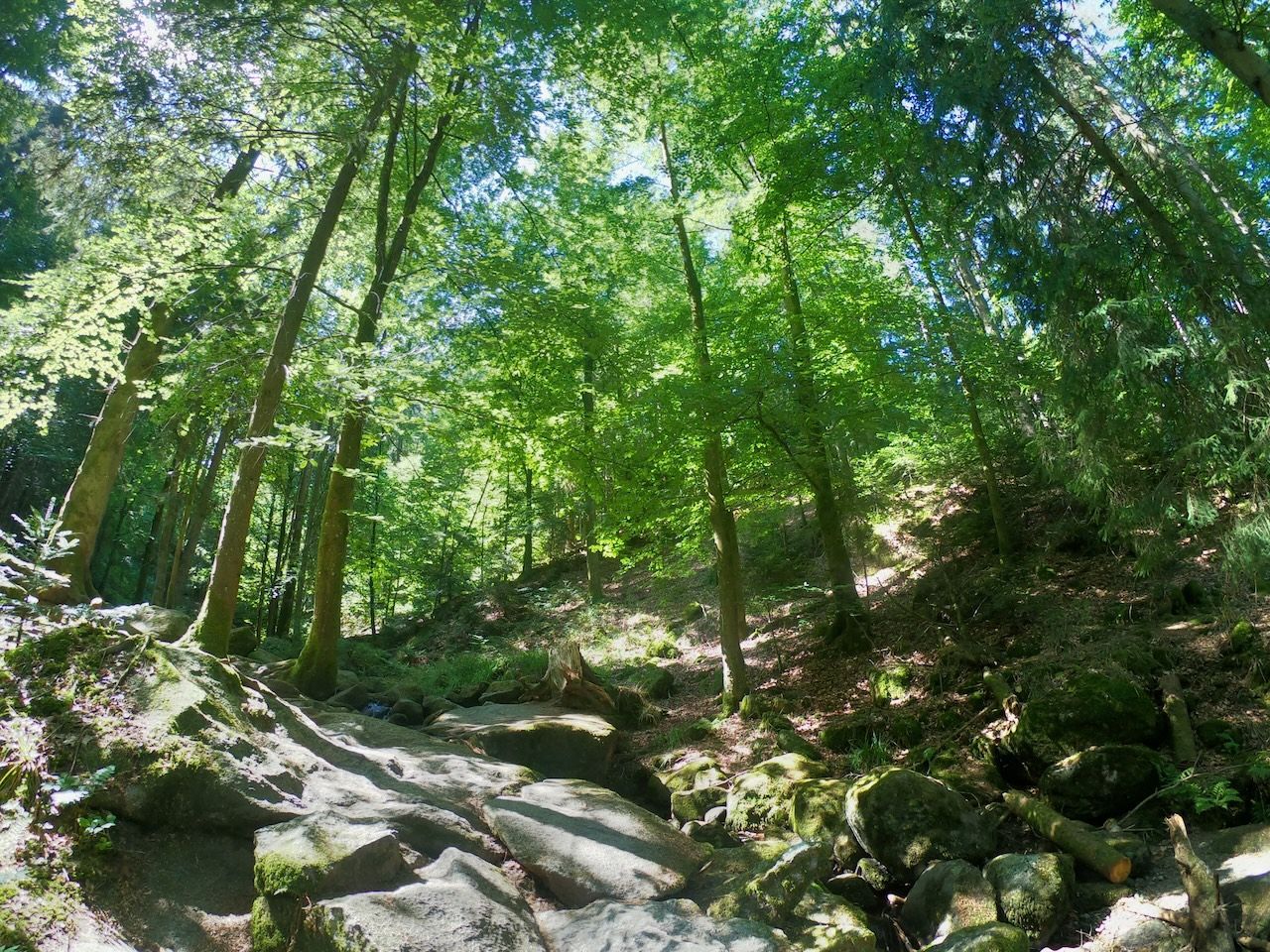 Foresta Nera, Germania, sentiero alberato