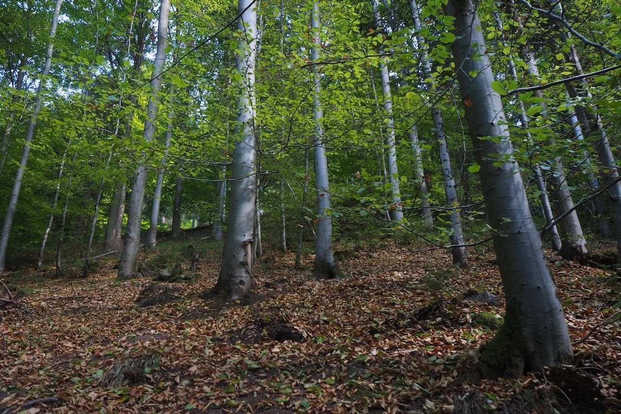 alberi, foresta nera, germania, sottobosco, bosco