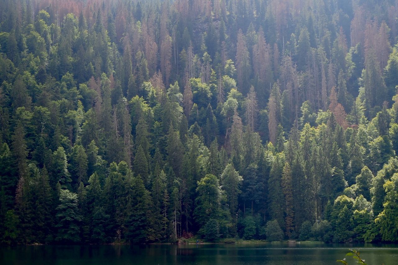 Foresta nera, germania, lago, alberi, abeti, bosco