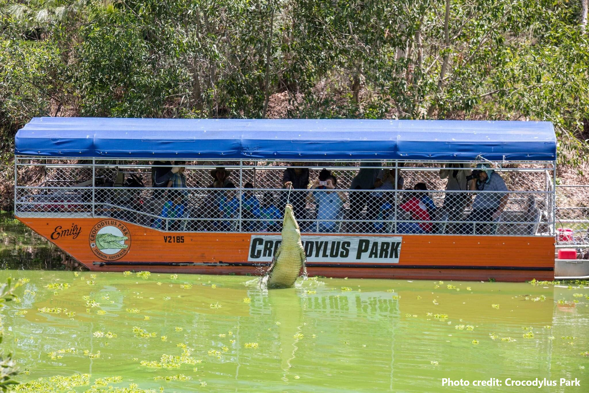 Crocodylus park