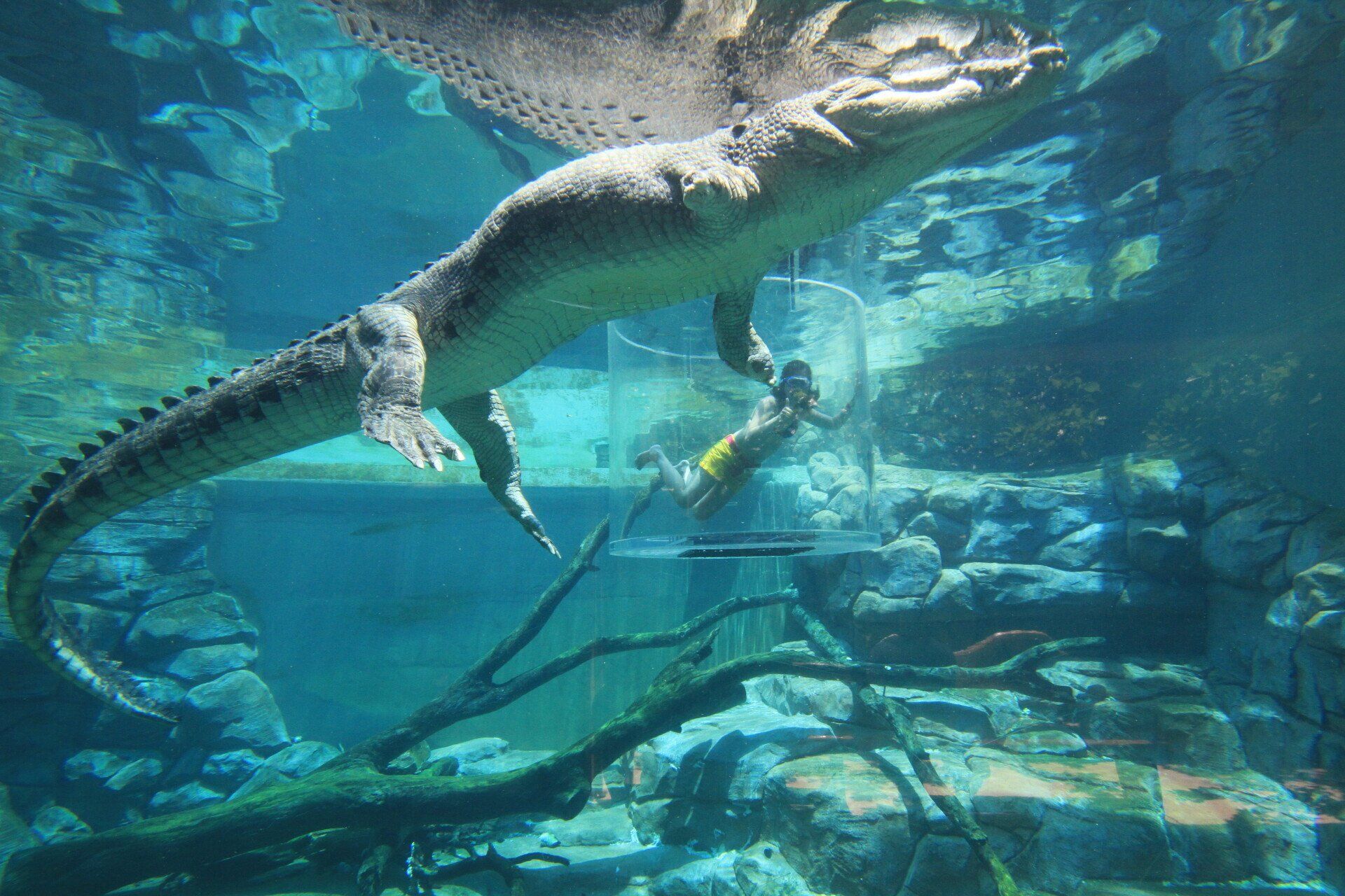 Crocosaurus Cove