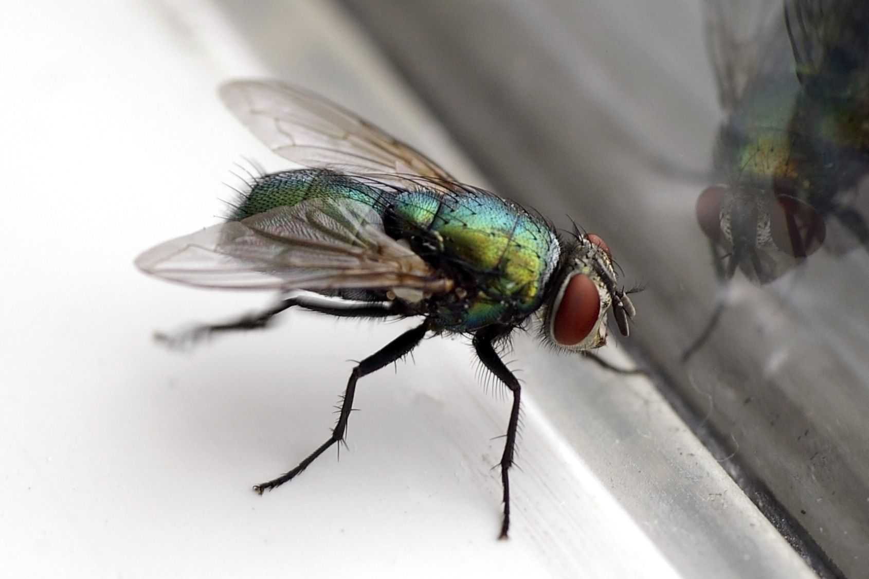 Flies — Alexander City, AL — J & J Pest Away, LLC