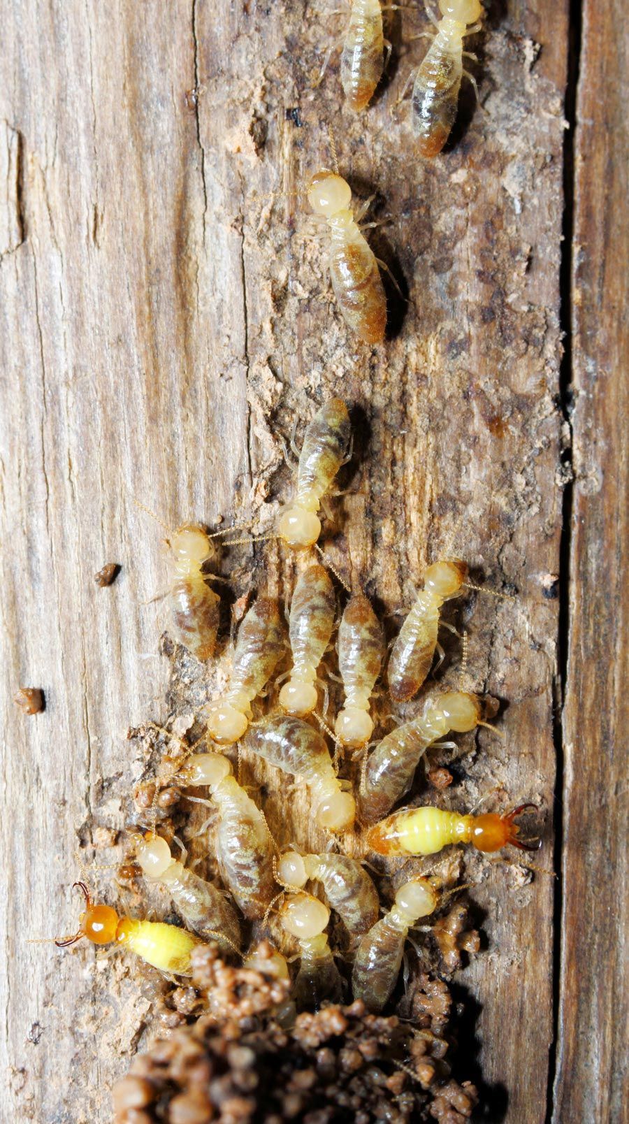 Termite — Alexander City, AL — J & J Pest Away, LLC Termite — Alexander City, AL — J & J Pest Away, LLC