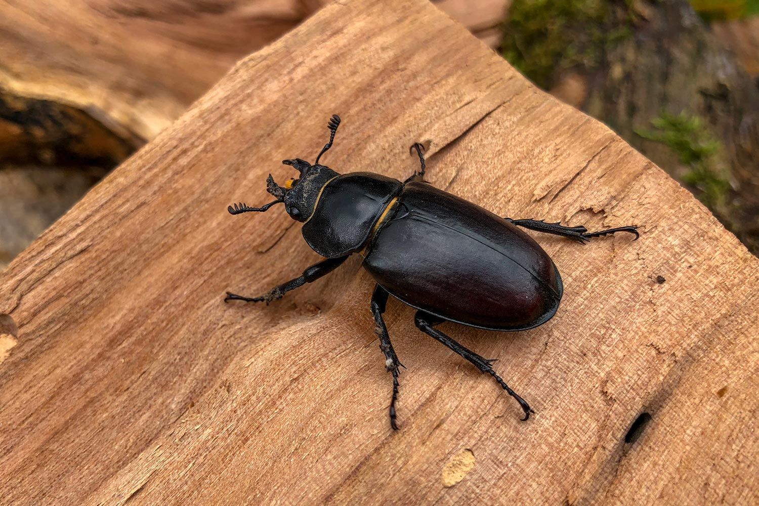 Beetle — Alexander City, AL — J & J Pest Away, LLC