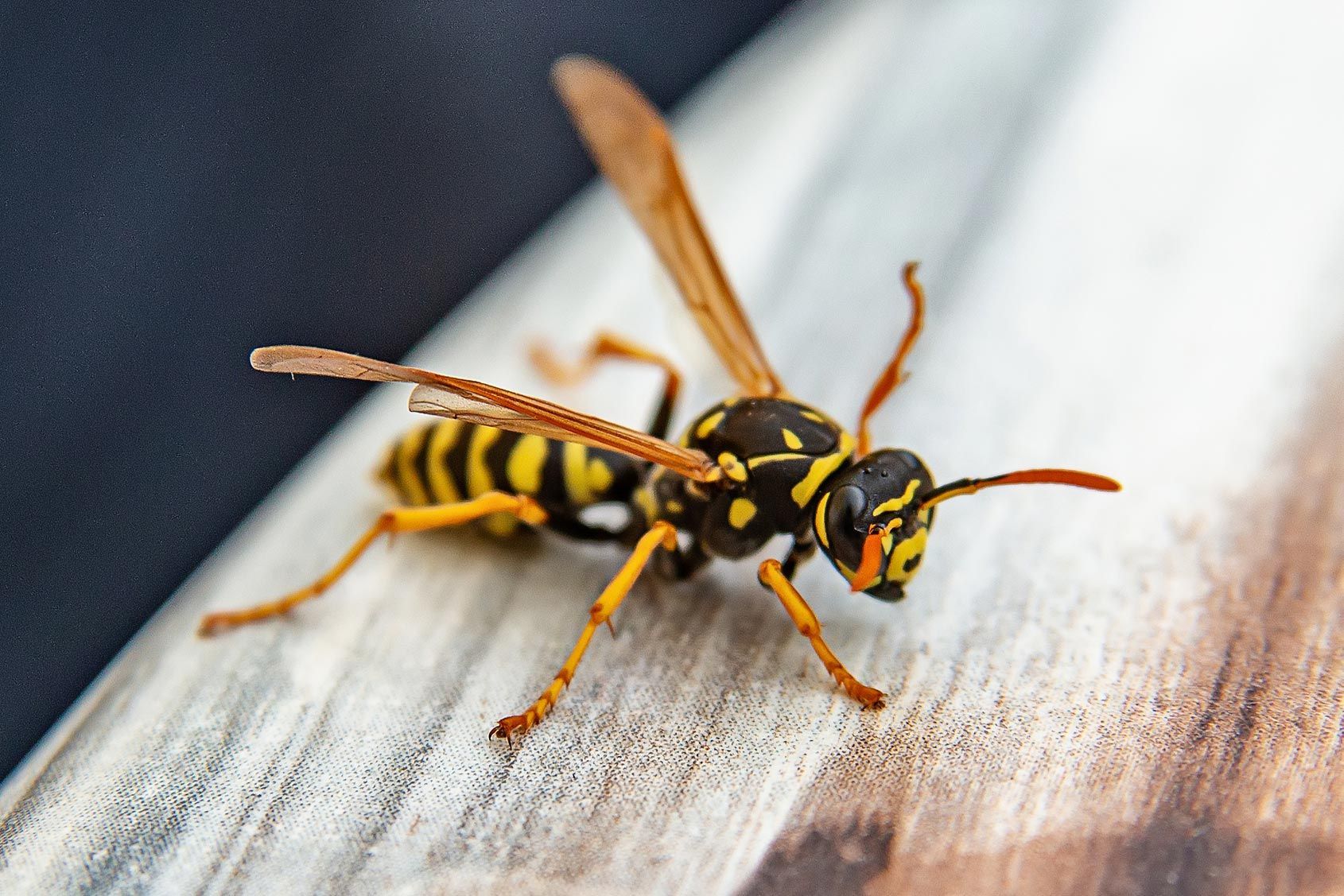 Wasp — Alexander City, AL — J & J Pest Away, LLC