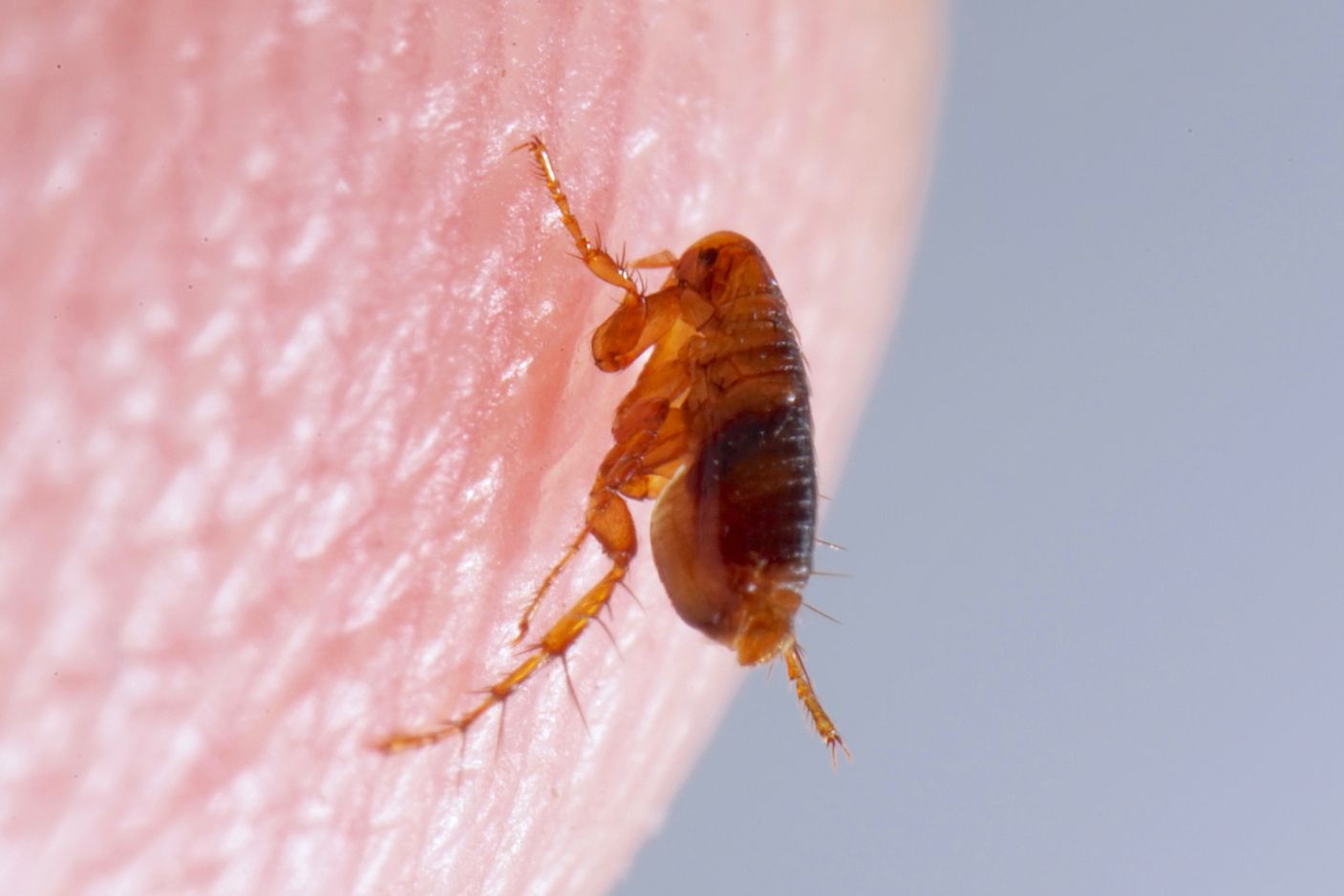 Flea — Alexander City, AL — J & J Pest Away, LLC