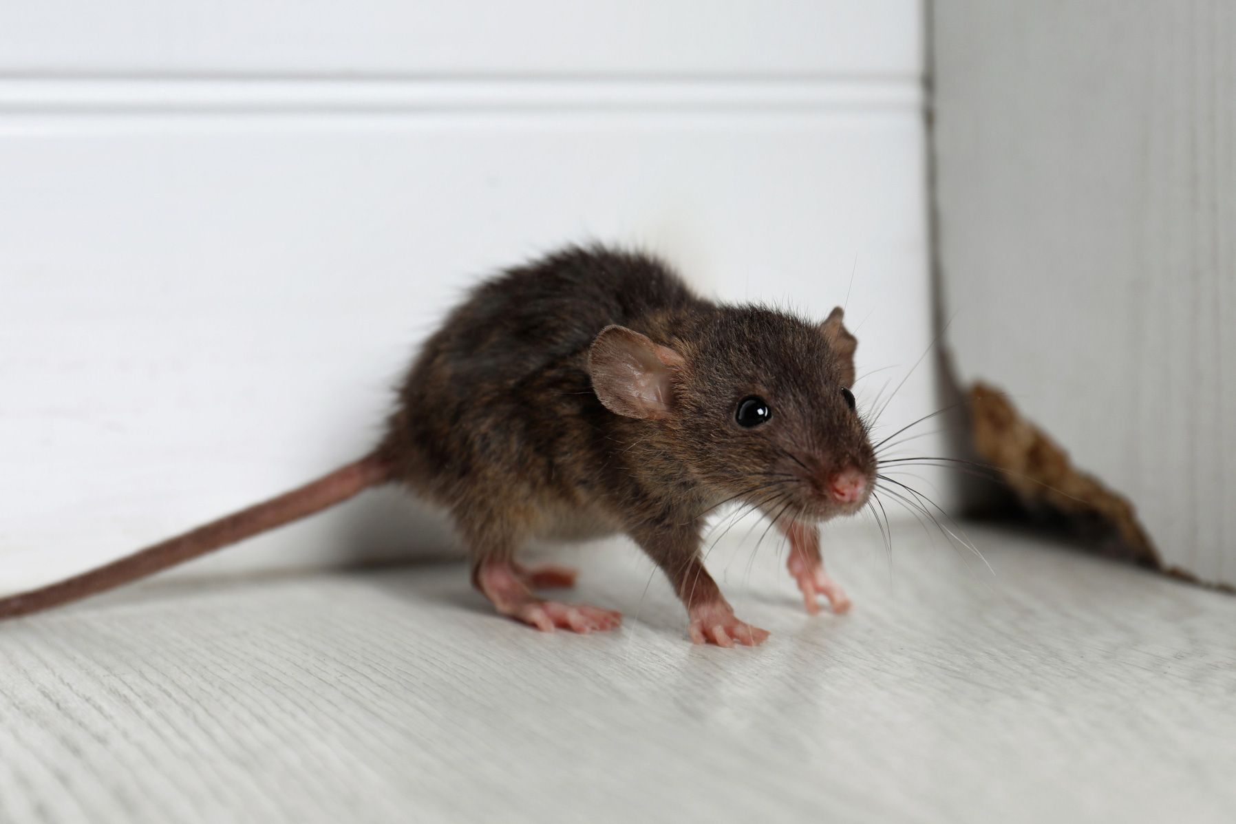 Rodent — Alexander City, AL — J & J Pest Away, LLC