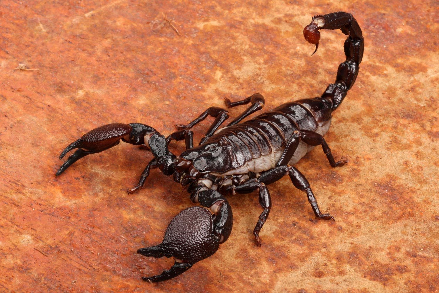 Scorpion — Alexander City, AL — J & J Pest Away, LLC