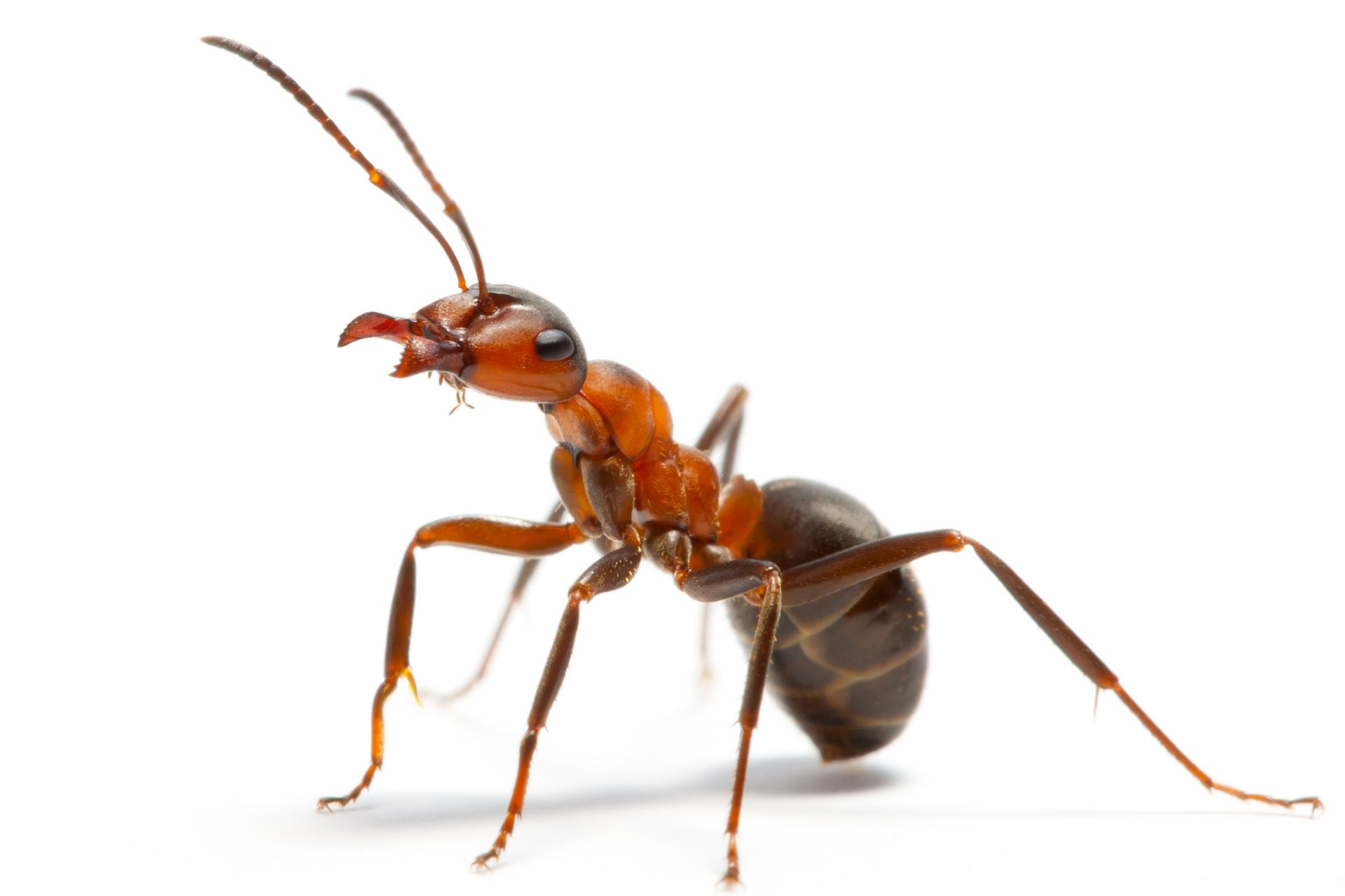 Ant — Alexander City, AL — J & J Pest Away, LLC