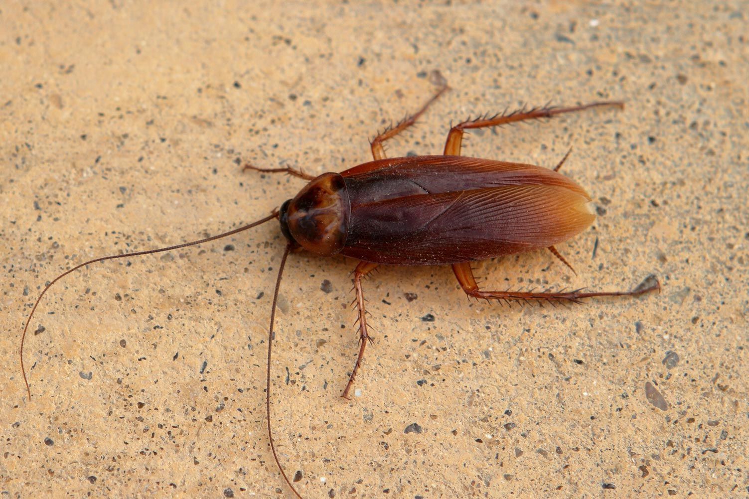 Roach — Alexander City, AL — J & J Pest Away, LLC