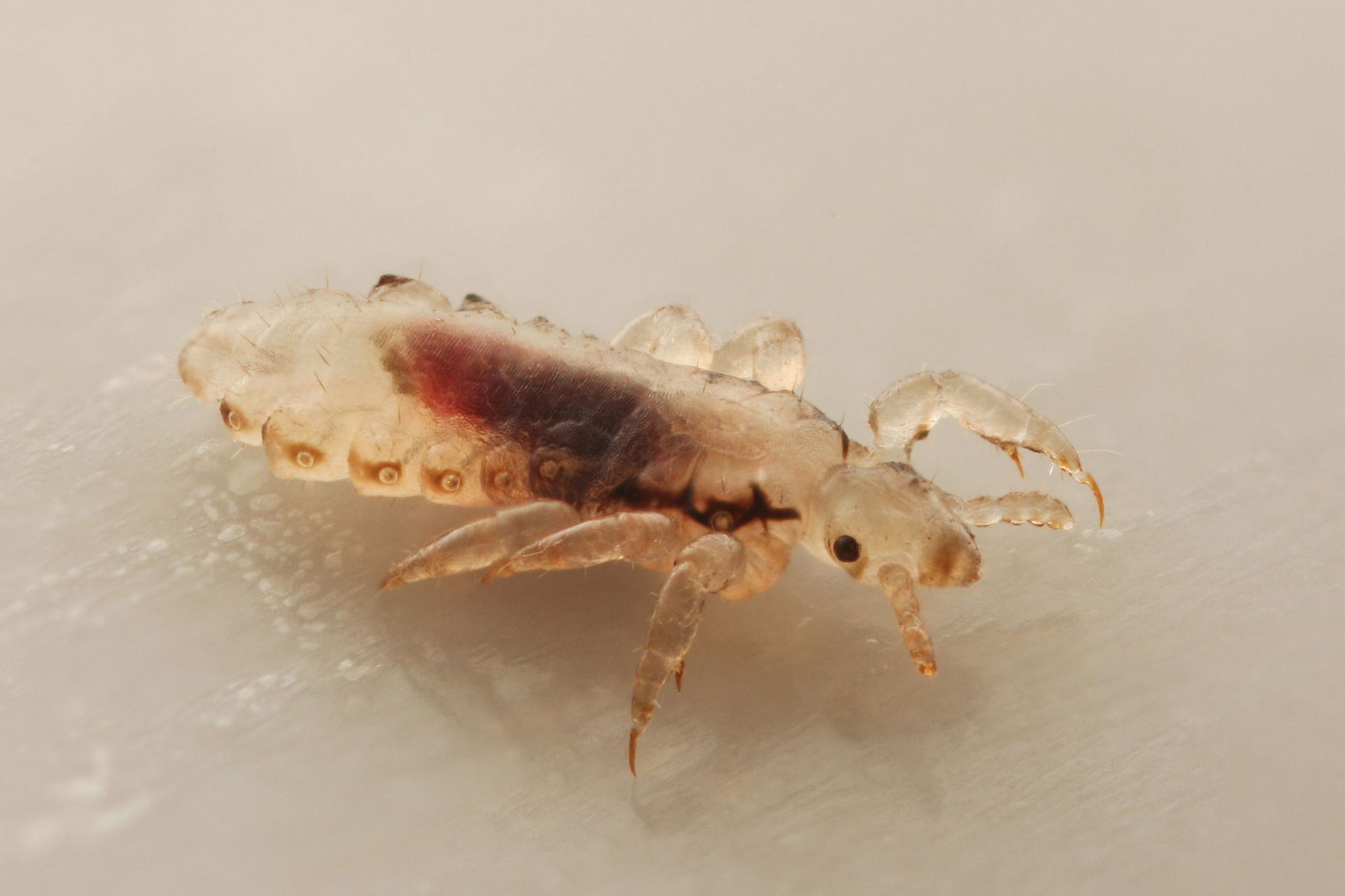 Lice — Alexander City, AL — J & J Pest Away, LLC