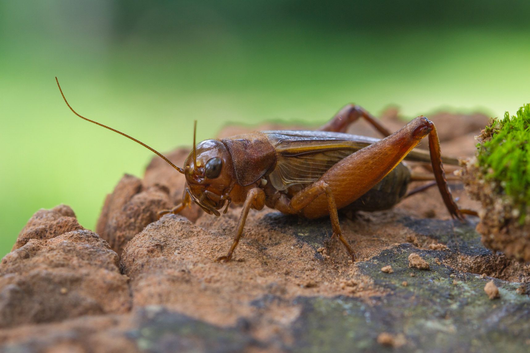 Cricket — Alexander City, AL — J & J Pest Away, LLC