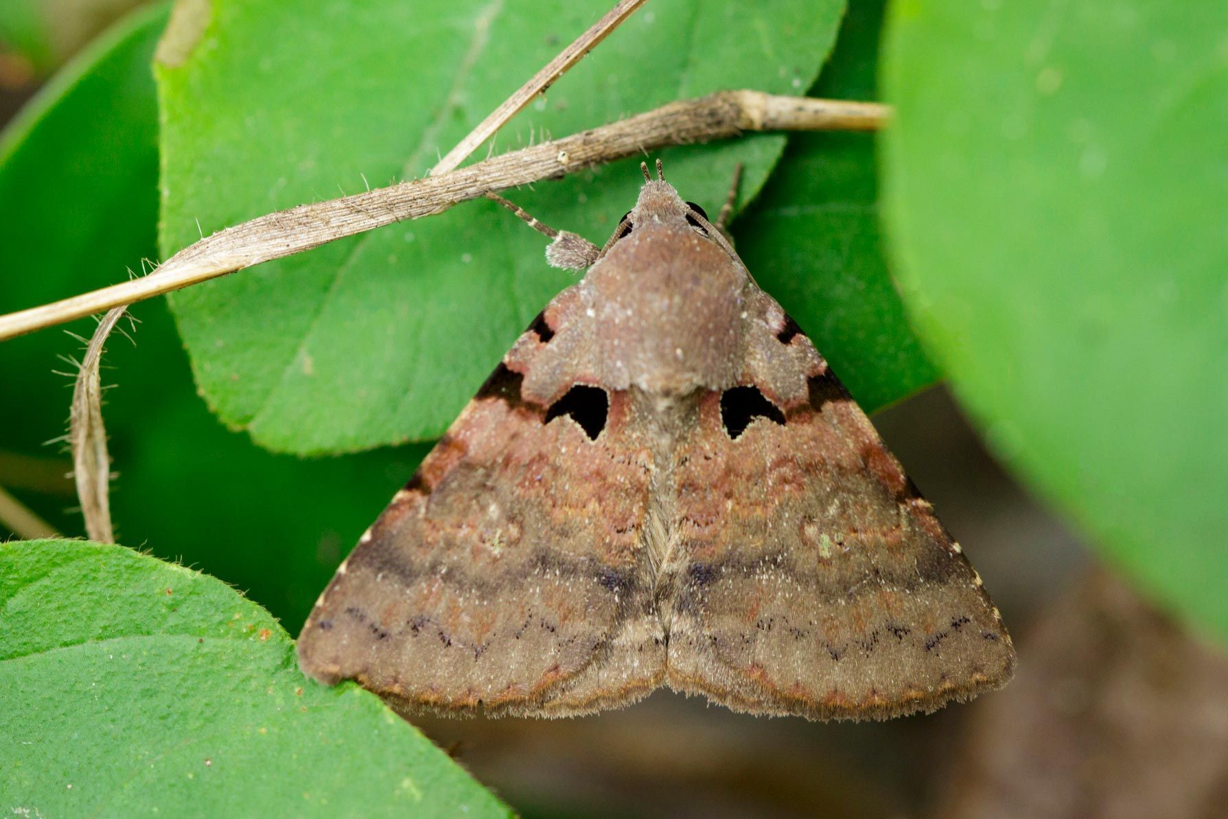 Moth — Alexander City, AL — J & J Pest Away, LLC