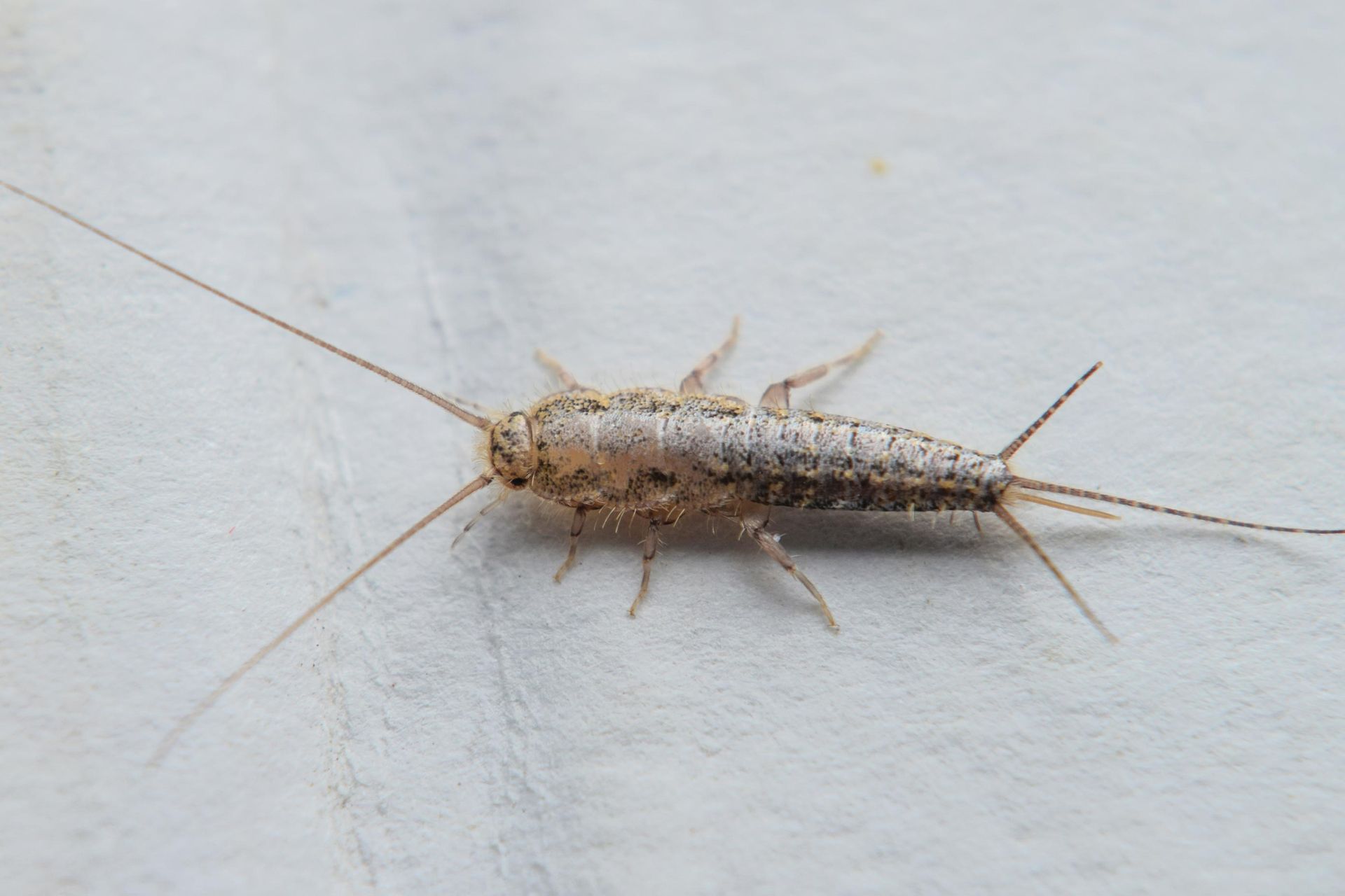 Silverfish — Alexander City, AL — J & J Pest Away, LLC