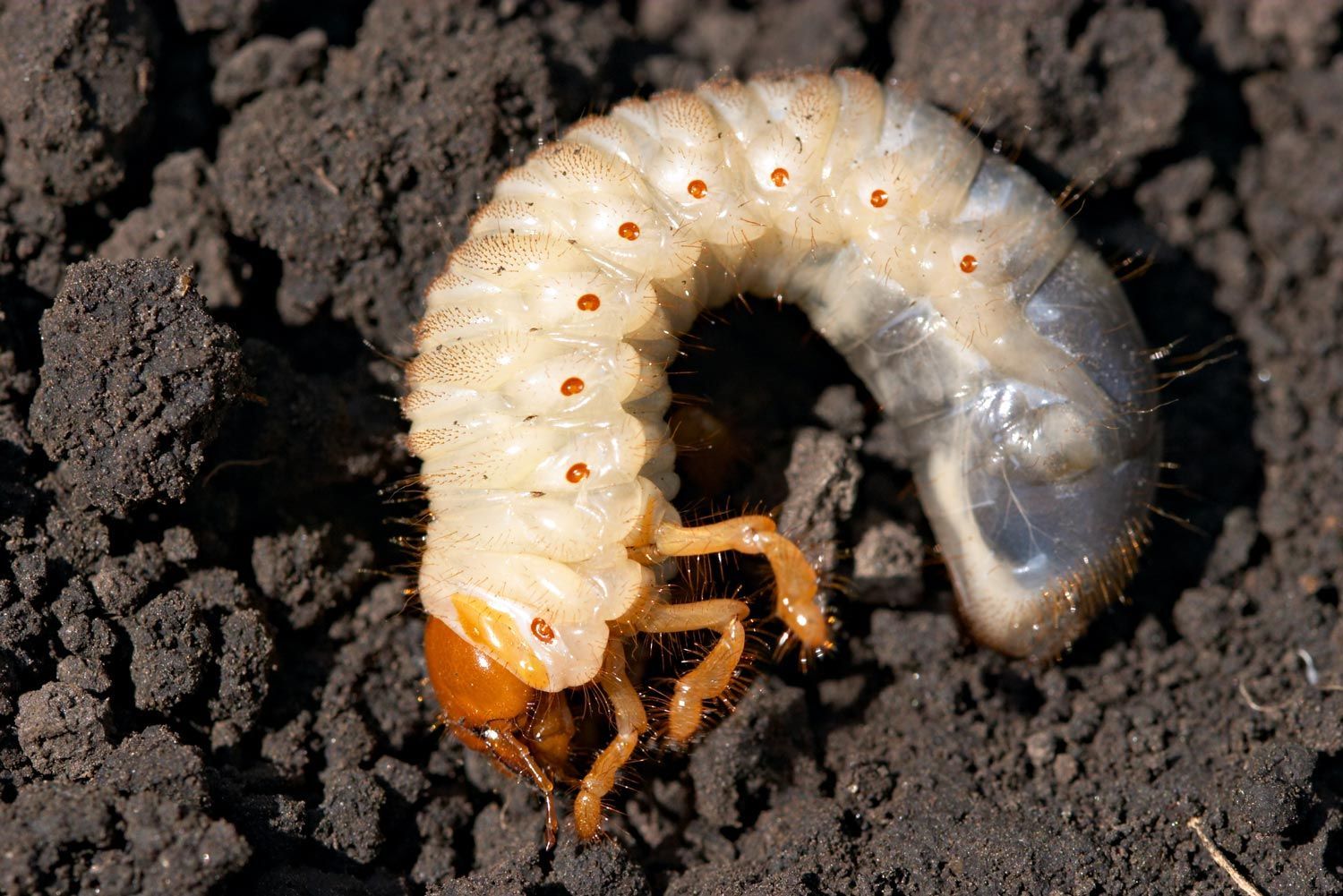 Grub — Alexander City, AL — J & J Pest Away, LLC
