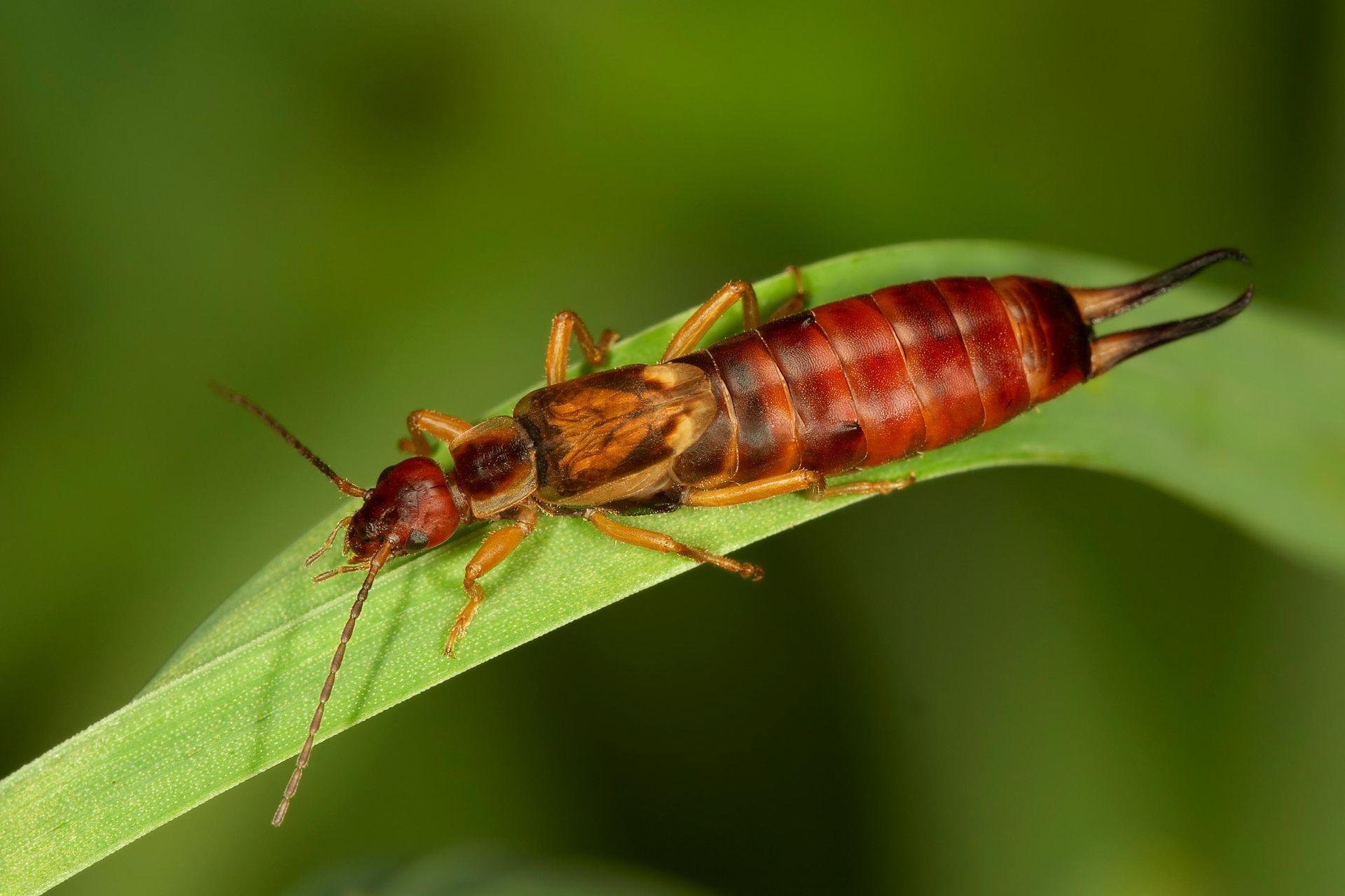 Earwig — Alexander City, AL — J & J Pest Away, LLC