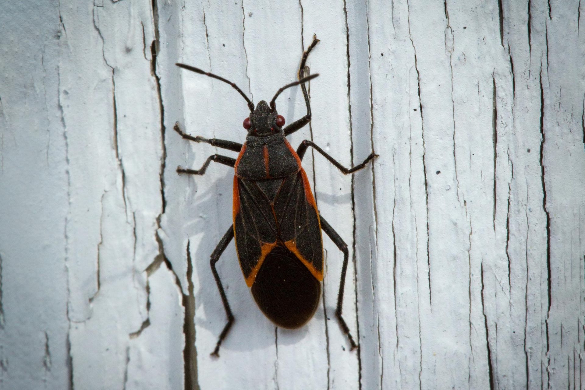 Boxelder — Alexander City, AL — J & J Pest Away, LLC