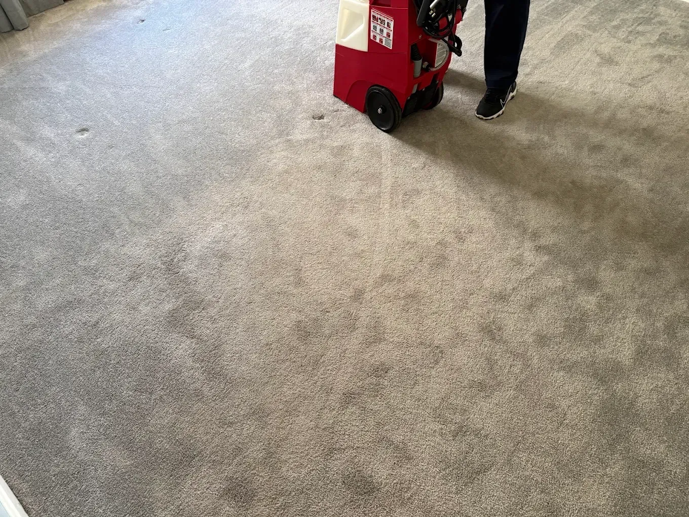 Person using a red carpet cleaner on a gray carpet indoors