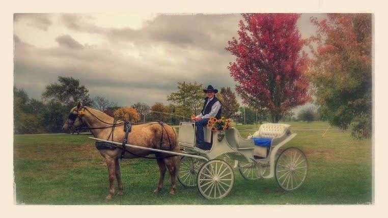 A man is driving a horse drawn carriage in a field image A man is driving a horse drawn carriage in a field.
