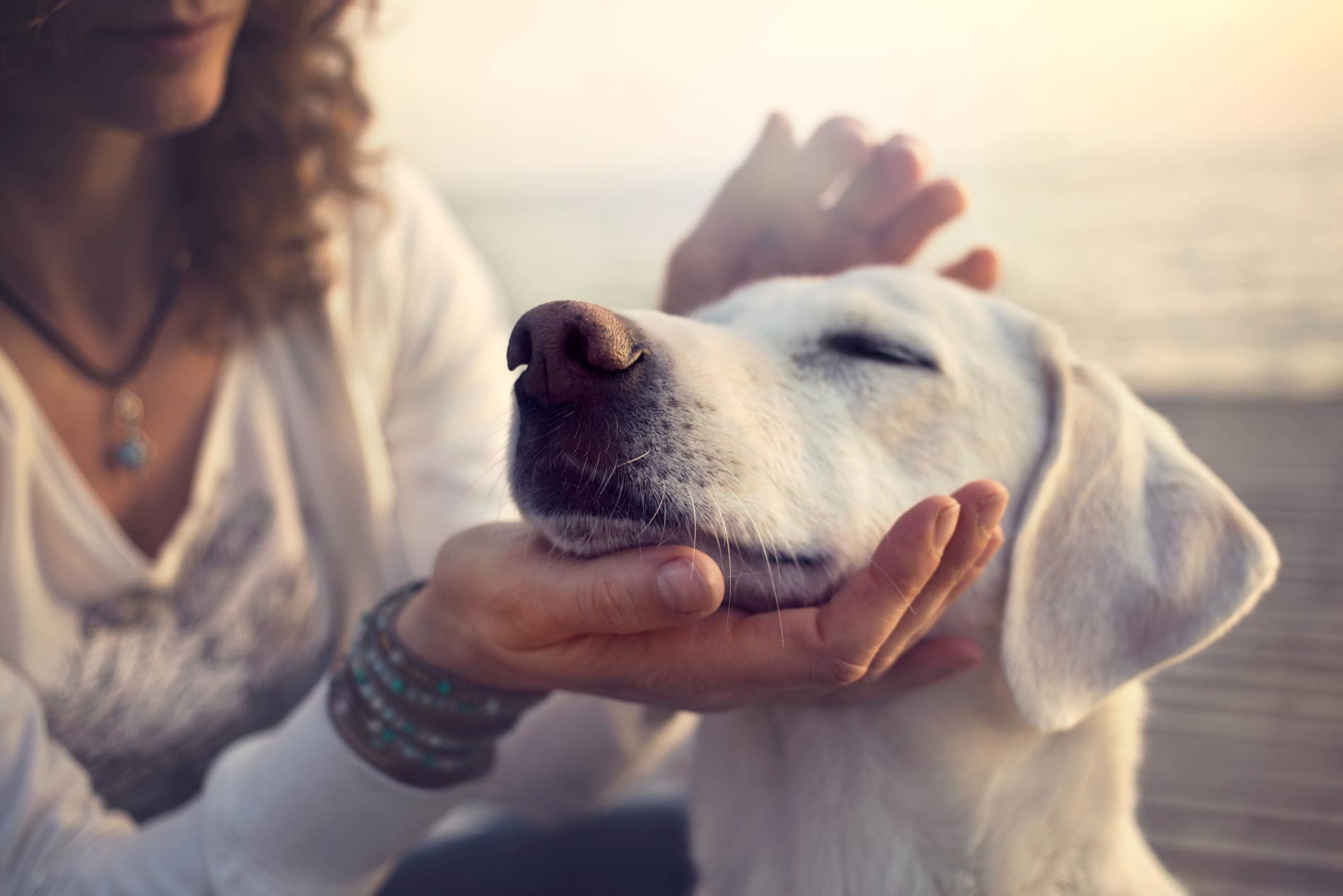 Pet Cremation Rio Rancho, NM