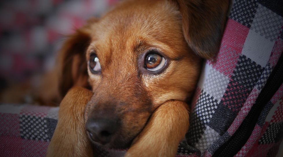Small brown dog resting quietly after pet loss in Albuquerque, NM.