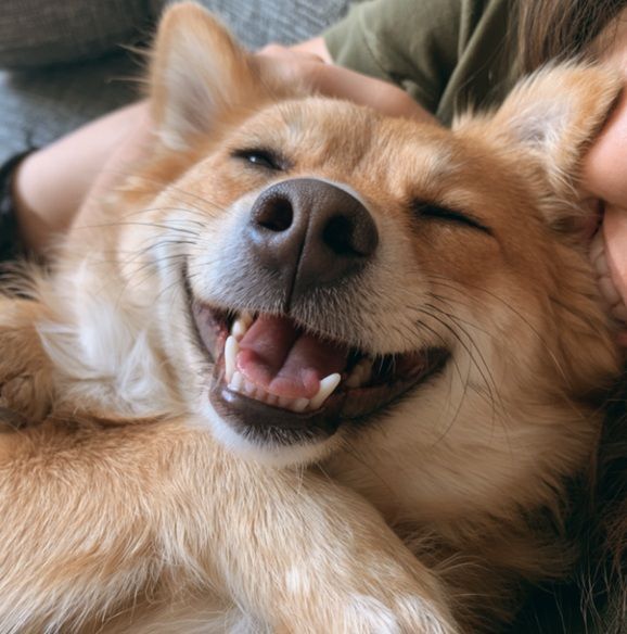 Happy dog resting with owner during pet cremation remembrance in Bernalillo, NM.