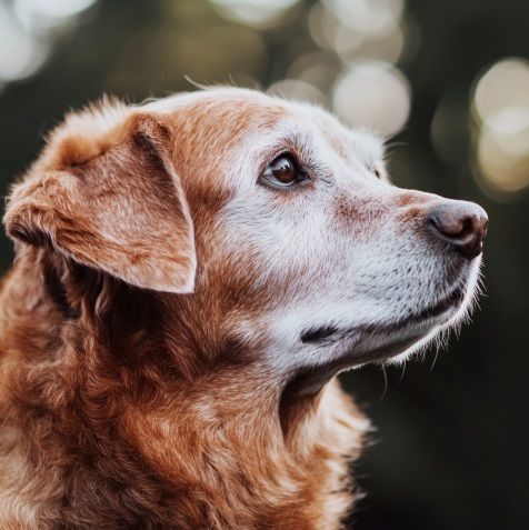 pet cremation Rio Rancho, NM