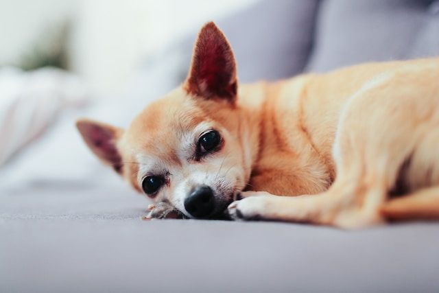 pet cremation Albuquerque NM