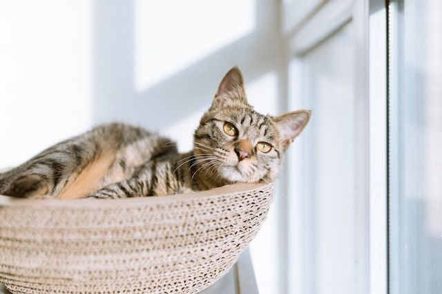 pet cremation Albuquerque NM