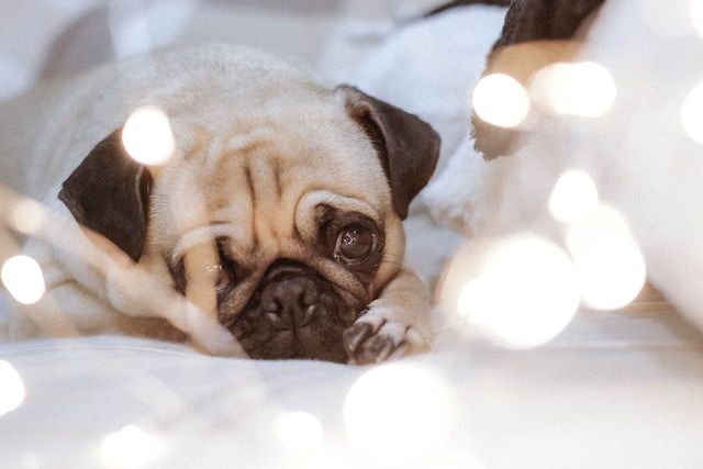 Pet cremation Bernalillo NM