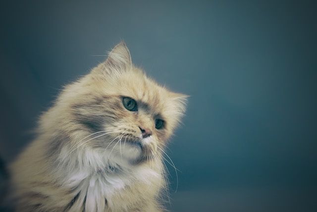 pet cremation in Rio Rancho NM
