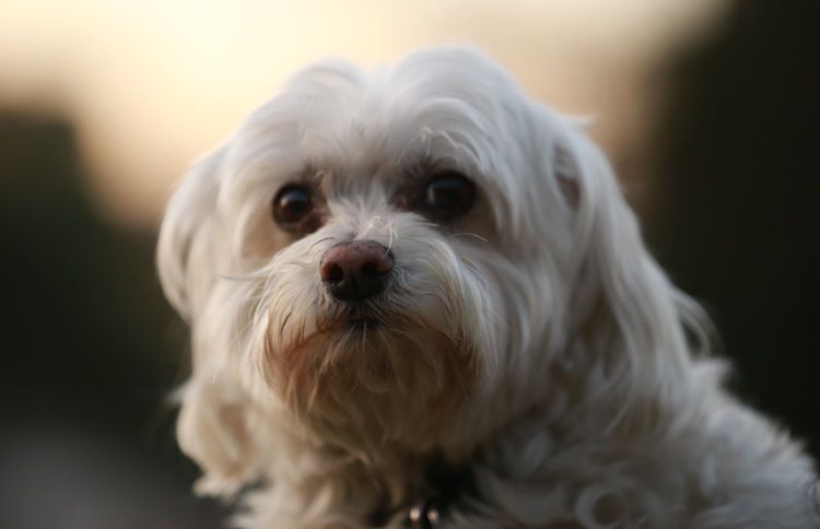 White dog looking toward the camera during a pet cremation in Rio Rancho, NM, remembrance.