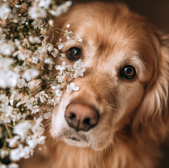 Golden retriever beside flowers representing pet cremation Albuquerque, NM.