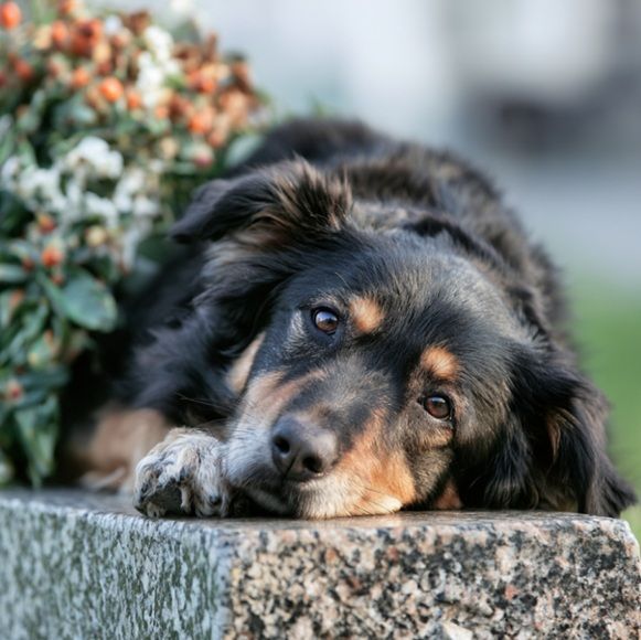 Dog beside memorial flowers representing pet cremation Rio Rancho, NM.