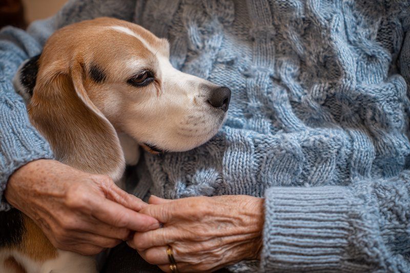 Beagle cradled in loving arms for Rio Rancho, NM pet cremation in a warm and comforting home setting