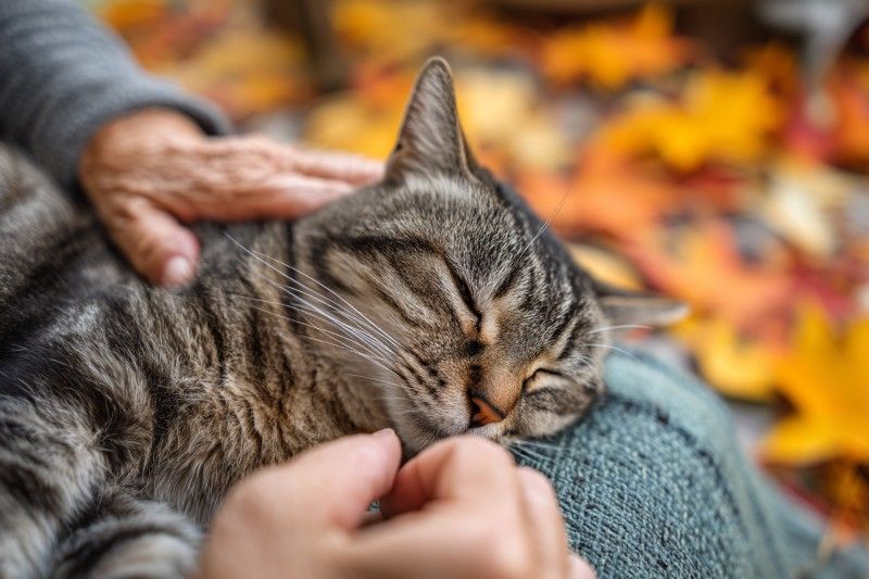 Tabby cat resting in caring hands for Rio Rancho, NM pet cremation with soft autumn leaves behind