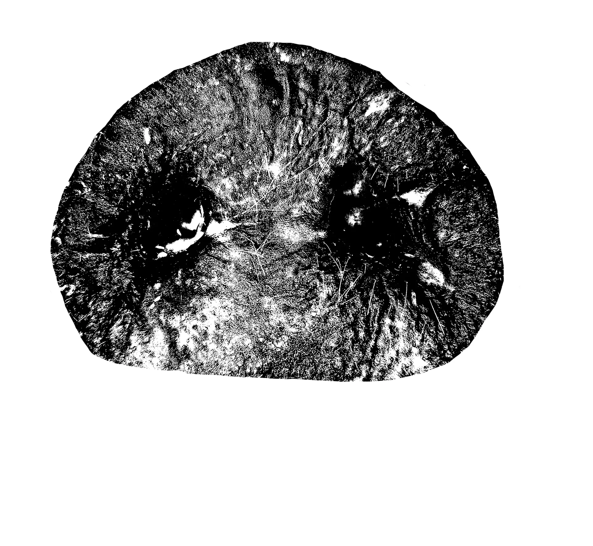 Pig nose print memorial, one of the many small pet keepsakes offered by Best Friends Pet Passings + Cremations
