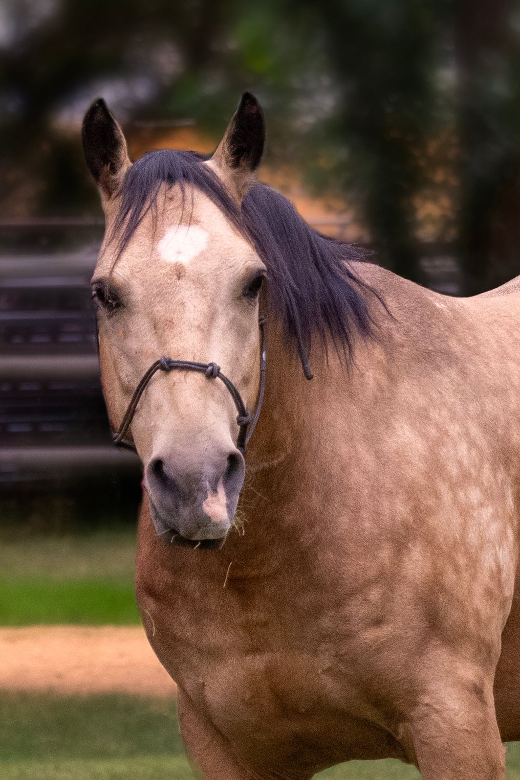 Tan horse with black mane and halter, standing in a grassy field.