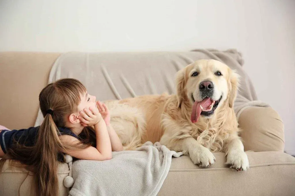 A pet relaxing at home