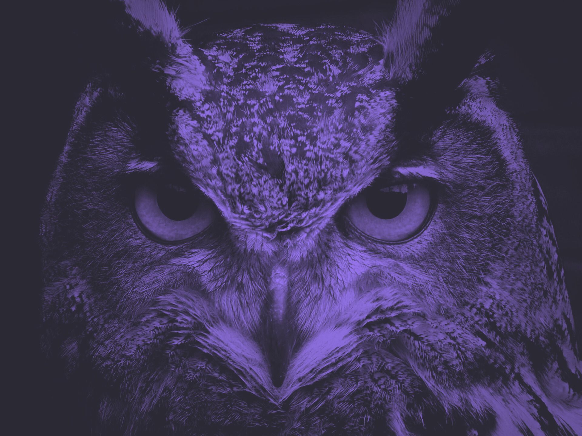 Close-up of an owl's face, focused gaze, purple-toned, dark background.