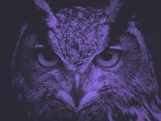 Close-up of an owl's face, dark purple tones. Intense stare, detailed feathers.