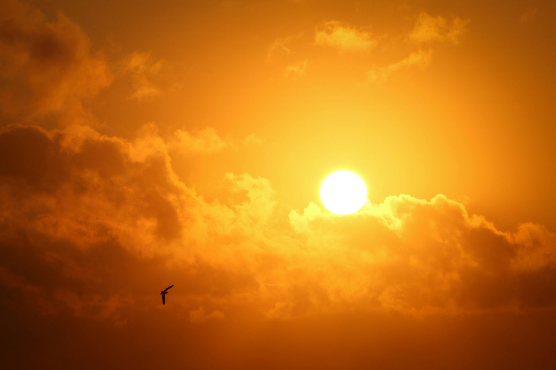 Golden sunset through clouds with a silhouette of a bird flying.