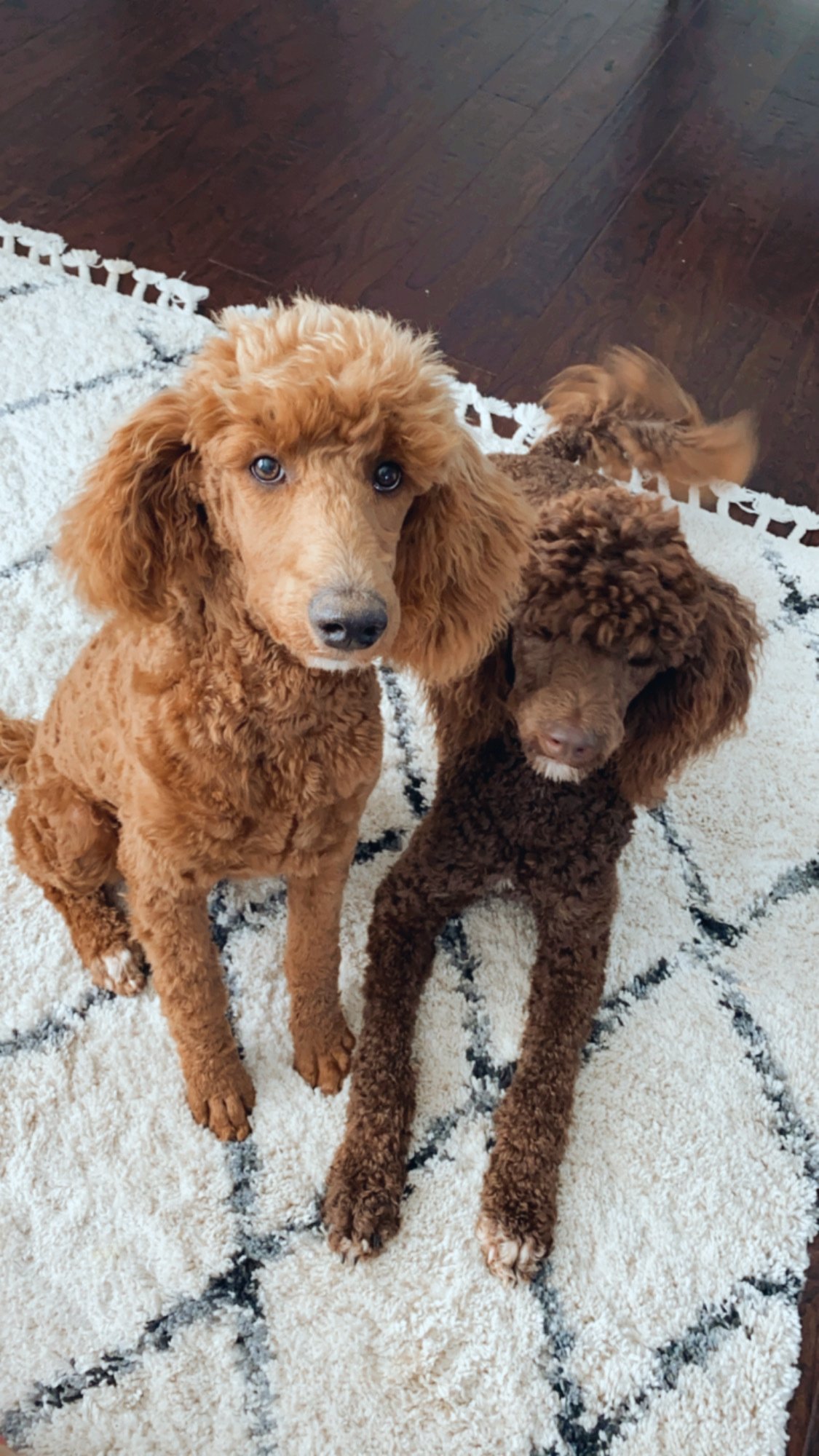 Brown Poodle Std Poodle Puppies For Sale Sale Red Standard Poodle