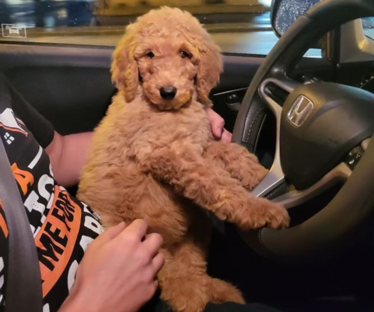 Home of Doodles Last Litter Chloe Simpsonville, South Carolina, Greenville, East Coast, Standard Poodles, Red Standard Poodle, AKC Available Puppies, Health Tested, Genetic Tested, Healthy, Breeder