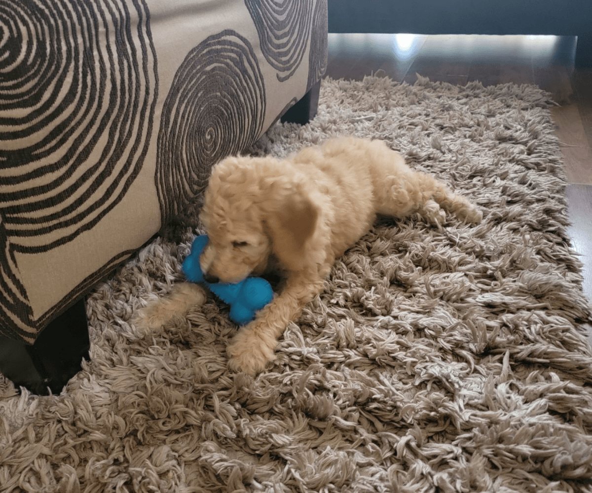 Home of Doodles Last Litter Chloe Simpsonville, South Carolina, Greenville, East Coast, Standard Poodles, Red Standard Poodle, AKC Available Puppies, Health Tested, Genetic Tested, Healthy, Breeder