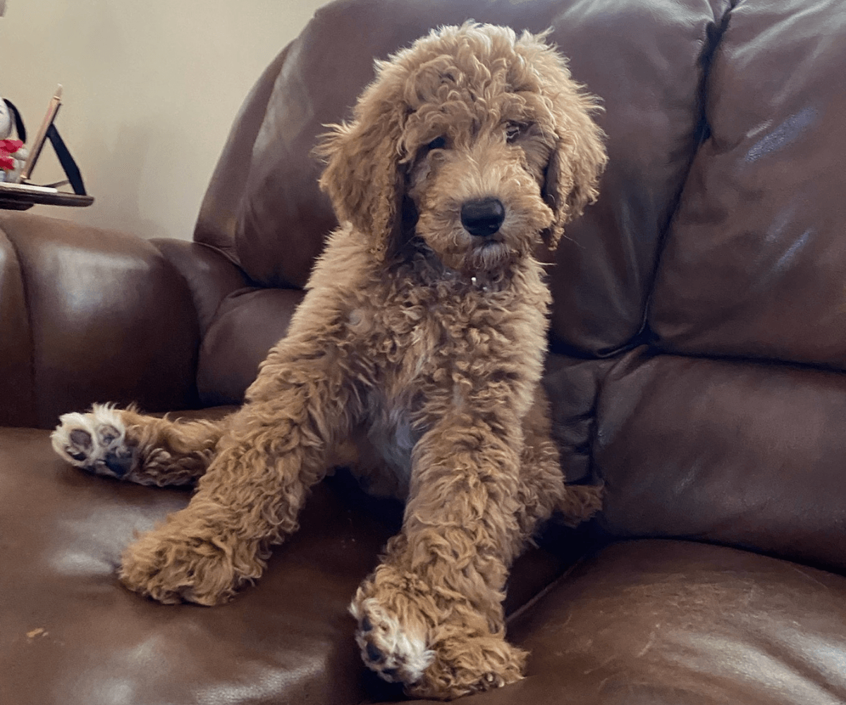Home of Doodles Last Litter Chloe Simpsonville, South Carolina, Greenville, East Coast, Standard Poodles, Red Standard Poodle, AKC Available Puppies, Health Tested, Genetic Tested, Healthy, Breeder